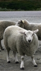 Dolejzací ovečky